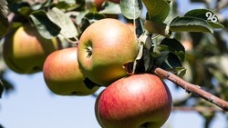 Ставропольцам рассказали об опасности употребления подгнивших фруктов и овощей